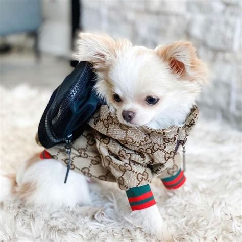 gucci pet coat|cat wearing gucci.